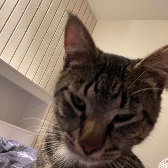 Meet your Posher, Han - Picture 1 of 1